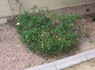 Bush Trimming by Juan Carlos Laurean Lozoya for Suzette W. in Glendale, AZ