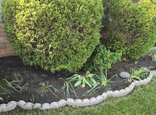 Bush Trimming by Randy Miller for Peter D. in Bensalem, PA