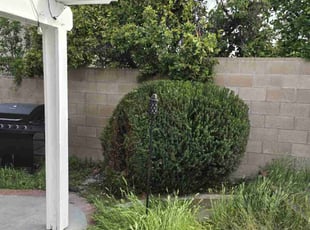 Bush Trimming by Jose Hernandez for Tom r. in Hemet, CA