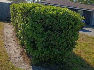 Bush Trimming by Derek Washington for Katie N. in Seminole, FL