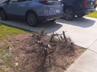 Bush Trimming by Paul Driver for Jasmine S. in Greensboro, NC