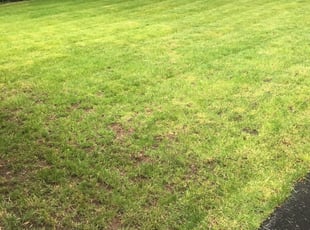 Bob A.'s Lawn Care service result