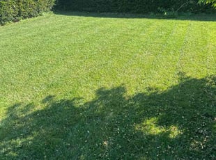 Tamara G.'s lawn care service result