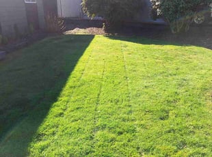 Delaina A.'s grass cutting service result