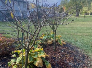 Terri C.'s Bush Trimming service result