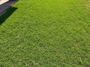 Richard F.'s lawn care services service result
