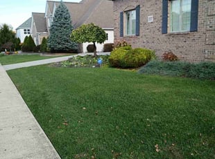 Henry B.'s Bush Trimming service result