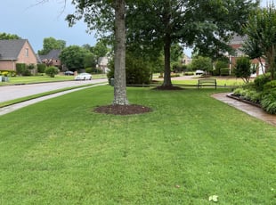 Lashelia D.'s Bush Trimming service result