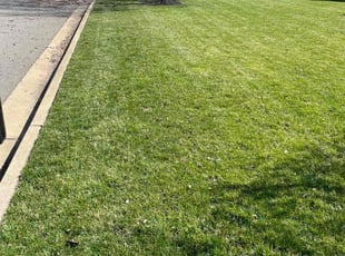 Steven P.'s Leaf Removal service result