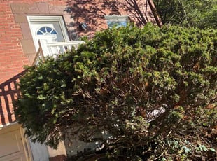 Scott D.'s Bush Trimming service result
