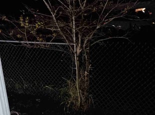 Terron W.'s Bush Trimming service result