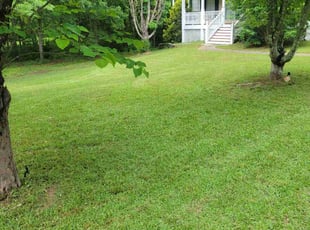 Roy H.'s turf maintenance service result