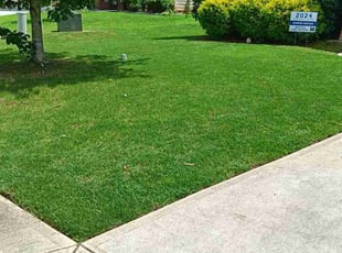 Ali H.'s turf maintenance service result