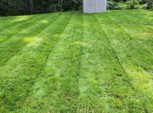 Reginald O.'s grass cutting service result