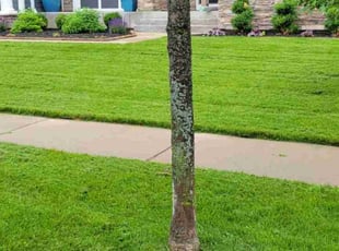 Lynda T.'s turf care service result
