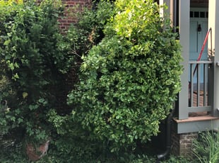 Ben K.'s Bush Trimming service result