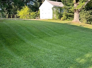Etta K.'s turf maintenance service result
