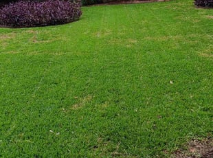 Monet L.'s lawn maintenance service result