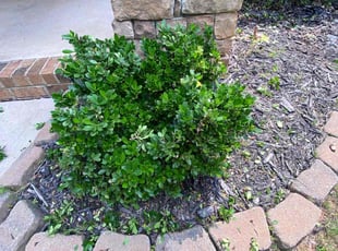 Madelines H.'s Bush Trimming service result