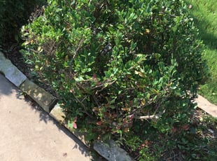 Whitney A.'s Bush Trimming service result