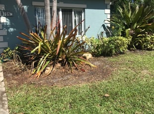 Tammy T.'s Bush Trimming service result