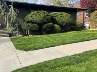 Dawn M.'s yard care service result