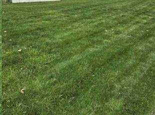 Jonathan D.'s grass cutting service result