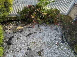 Vince L.'s Other service result