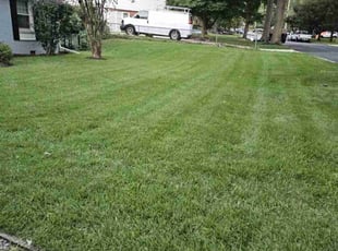 Billie W.'s grass cutting service result