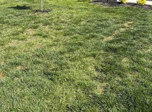 Mary V.'s lawn maintenance service result