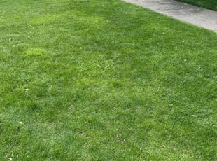 Leslie R.'s lawn care service result