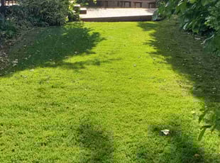 Sandy H.'s Cleanups service result