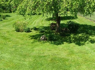 Mark K.'s lawn care services service result