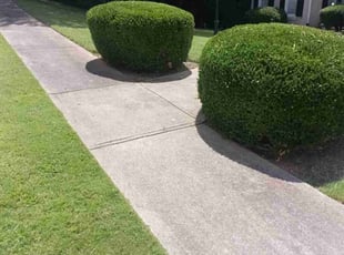 Alan S.'s Bush Trimming service result