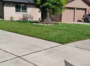 Caroline D.'s turf care service result