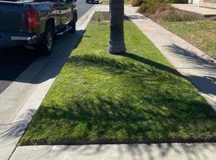Hermine M.'s turf maintenance service result