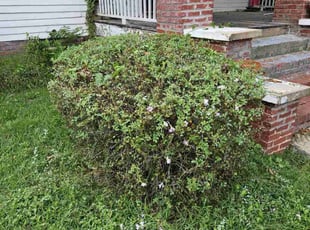 Devon B.'s Bush Trimming service result