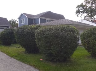 Cindy M.'s Bush Trimming service result