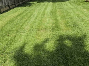 Vanessa A.'s lawn maintenance service result