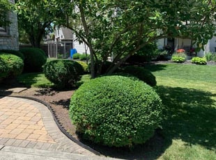Laurinda K.'s Bush Trimming service result