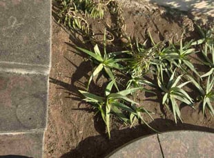 Eric D.'s Flower Bed Weeding service result