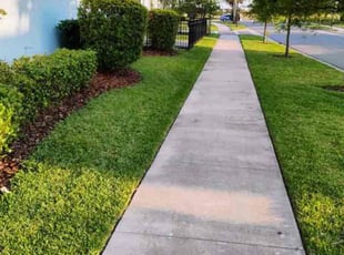 Angelique A.'s lawn care service result