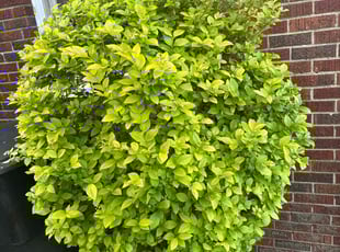 Karen H.'s Bush Trimming service result