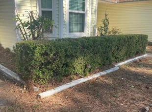 Daniel B.'s Bush Trimming service result