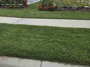 Roy O.'s grass maintenance service result