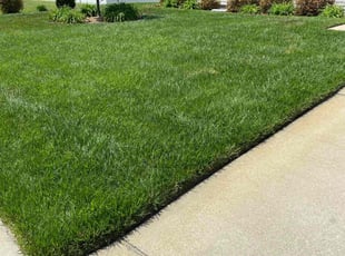 Mary D.'s turf maintenance service result