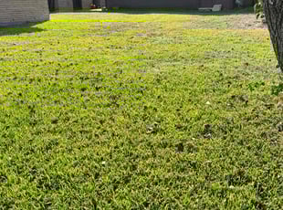 Tammy M.'s lawn maintenance service result