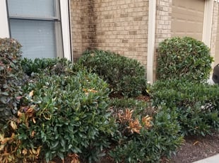 Kim A.'s Bush Trimming service result