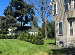 Lo C.'s turf care service result
