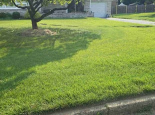 Kadeja A.'s turf maintenance service result
